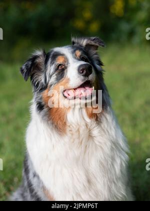 Kopf- und Schulterporträt eines australischen Schäferhundes. Stockfoto