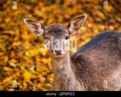 Porträt eines Damhirsches im Herbstwald Stockfoto