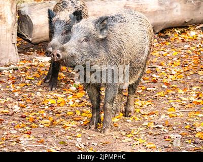 Ausgewachsenes Wildschwein und Neuling im Herbstwald Stockfoto