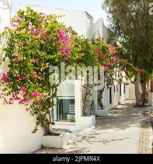 Traditionelle schmale Straße und Häuser Architektur Detail in Griechenland . Wunderschöne malerische alte weiße Häuser mit rosa Blumen. Beliebte Touristenattraktion Stockfoto