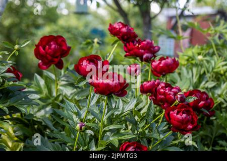 Paeonia Buckeye Belle blüht im Garten. Paeonia lactiflora Chinesische Pfingstrose oder gemeinsame GartenPfingstrose Stockfoto