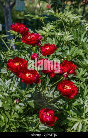 Paeonia Buckeye Belle blüht im Garten. Paeonia lactiflora Chinesische Pfingstrose oder gemeinsame GartenPfingstrose Stockfoto