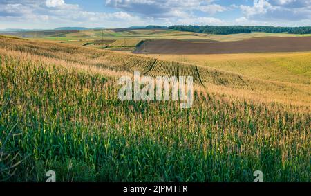 Maisfeld im Vordergrund, Ackerland auf Hügeln im Spätsommer, schönes Reihenmuster Stockfoto