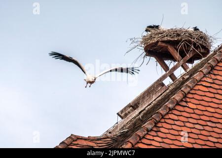 Storchen Nest , Storch im Anflug, Bad Neustadt an der Saale, Rhön Grabfeld, Unterfranken, Bayern Stockfoto