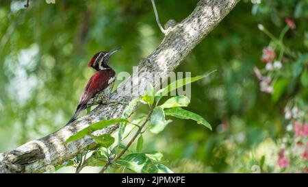 Der Sri-lankische Rotrückenspecht oder Rotrückenflamback (Dinopium psarodes), ein schöner und schelmischer Vogel, der in meinem Heimatland Sri Lanka endemisch ist Stockfoto