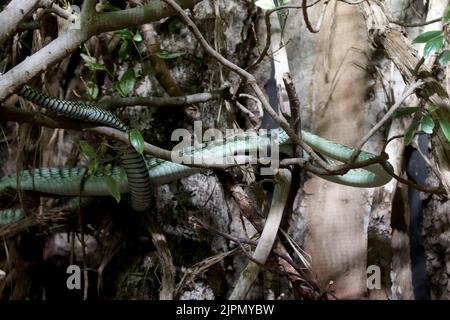 Westliche grüne Mamba (Dendroaspis Viridis) Stockfoto