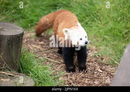 Eine Nahaufnahme von rotem Panda, der auf dem Boden steht und von Gras umgeben ist Stockfoto