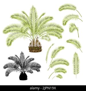Tropische Pflanze Palmae Phoenix canariensis Dattelpalme Arecaceae und Blätter und Silhouette auf einem weißen Hintergrund vintage Vektor Illustration editierbar ha Stock Vektor