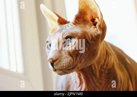 Kahle kanadische Spynx Katzenschnauze mit schönen blauen Augen, die mit Interesse wegschauen. Ein Kätzchen auf einer Fensterbank blickt aus einem Fenster. Konzentrierte Katze p Stockfoto