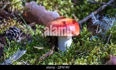 Ein roter Pilz, der im grünen Mooswald wächst Stockfoto