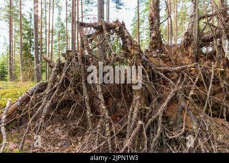 Viele alte Bäume im grünen Wald gebrochen Stockfoto