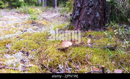 Ein brauner Pilz, der im grünen Mooswald wächst Stockfoto