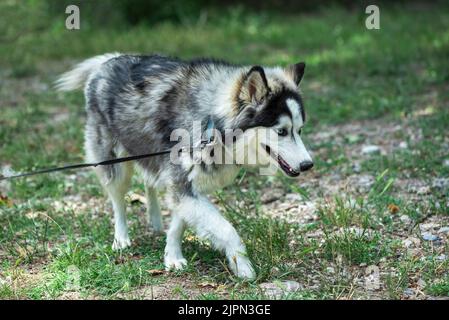 Sibirische Husky-Spaziergänge in einem Naturpark, Nahaufnahme, Outdoor-Fotografie Stockfoto