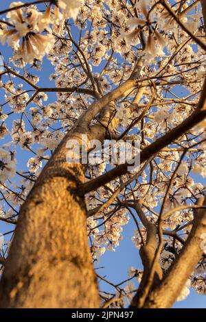 Goiânia, Goias, Brasilien – 18. August 2022: Eine blühende weiße ipê mit blauem Himmel im Hintergrund. Stockfoto