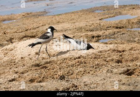 A [Luft des Schmieds-Pfusters bereitet einen flachen Kratzer im Sand vor, wenn der Fluss zurückgeht. Hier legt das Weibchen ihre Eier und das Paar verteidigt sie Stockfoto