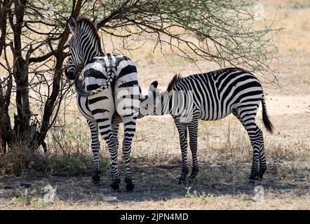 Eine Zebrastute steht geduldig, während ihr Fohlen sticht. Das einzigartige Streifenmuster jedes Tieres hilft bei der sofortigen Erkennung von Mutter und Nachwuchs Stockfoto