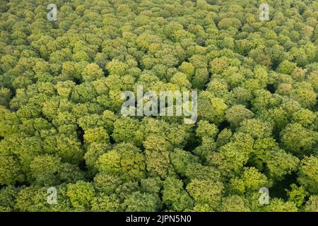 Frankreich, seine Maritime, Incheville, EU-Wald, Buchenwald, Europäische Buche (Fagus sylvatica) (Luftaufnahme) // Frankreich, seine-Maritime (76), Inchevil Stockfoto