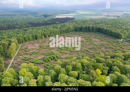 Frankreich, seine Maritime, Incheville, EU-Wald, Buchenwald, Europäische Buche (Fagus sylvatica), Freischnitt (Luftaufnahme) // Frankreich, seine-Maritime Stockfoto