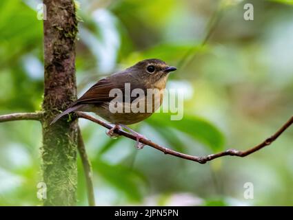 Ein schneebedeckter Fliegenfänger (Ficedula hyperythra), der auf einem Ast thront. Sulawesi, Indonesien. Stockfoto