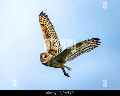 Eine Australasian Grass-Owl (Tyto longimembris), die überfliegt. Sulawesi, Indonesien. Stockfoto