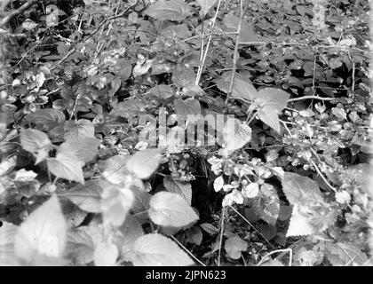 Aufenthalt bei der schwarzen Sängerin Sylvia atricapilla Juni 1905 Bo AV svarthuvad sångare, Sylvia atricapilla juni 1905 Stockfoto