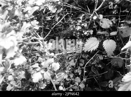 Aufenthalt bei Thorn Singers, Sylvia Cinea, Bökebergsslätt 15/6 1905 Skåne Bo AV törnsångare, Sylvia cinerea, Bökebergsslätt 15/6 1905 Skåne Stockfoto