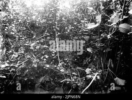 Aufenthalt von Thorn Singers, Sylvia Cinea, Bökebergsslätt 15. Juni 1905 Bo AV törnsångare, Sylvia cinerea, Bökebergsslätt 15. juni 1905 Stockfoto