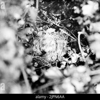 PEA Singers, Sylvia Curuca. In seinem Nest in der Weißdornhecke, Alnarp, Skåne Ärtsångare, Sylvia curruca. I sitt bo i hagtornshäcken, Alnarp, Skåne Stockfoto