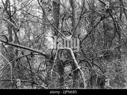 Rauere Erbsensinger, Sylvia Curuca, Erbsensängerin im Anwesen. Ljungen 21. Juni 1908 Ruvande ärtsångare, Sylvia curruca, ärtsångare i boet. Ljungs 21. juni 1908 Stockfoto