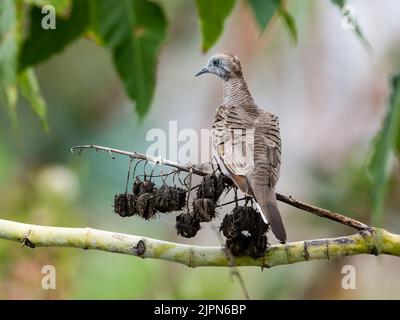 Eine Zebrataube (Geopelia striata), die auf einem Ast thront. Sulawesi, Indonesien. Stockfoto