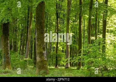 Frankreich, seine Maritime, Rosay, Eawy Forest, Buchen Wald, Europäische Buche (Fagus sylvatica) // Frankreich, seine-Maritime (76), Rosay, forêt d'Eawy, hêtr Stockfoto