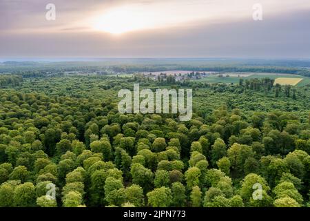 Frankreich, seine Maritime, Ventes Saint Remy, Eawy Forest (Luftaufnahme) // Frankreich, seine-Maritime (76), Ventes-Saint-Rémy, forêt d'Eawy (vue aérienne) Stockfoto