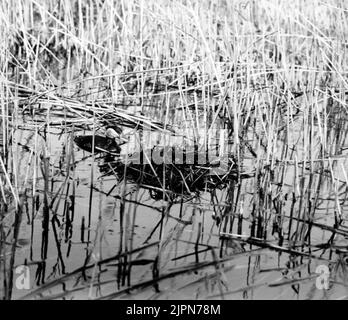 Podiceps Rubricollis, Red -necked dopping. Schließlich hat er es gewagt, auf dem Anwesen anzukommen. Nur, Skåne 1923 Podiceps rubricollis, rödhalsad dopping. Äntligen har han vågat komma fram till boet. Bara, Skåne 1923 Stockfoto