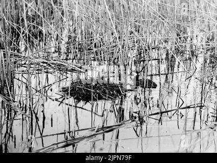 Podiceps Rubricollis, Red-necked dopping, Weinbretter rund um das Anwesen. Nur, Skåne Podiceps rubricollis, rödhalsad dopping, vankar kring boet. Bara, Skåne Stockfoto