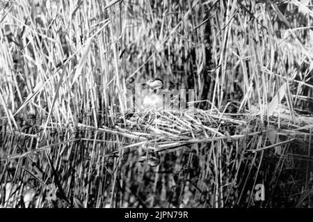 Podiceps Rubricollis, Roter Hals-Dopping, auf dem Anwesen, Bara, Skåne Podiceps rubricollis, Rödhalsad dopping, på boet, Bara, Skåne Stockfoto