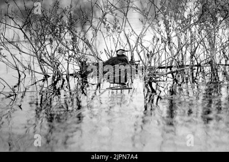 Podiceps Rubricollis, Red -necked dopping, in Bo. Nur, Skåne 11/5 1914 Podiceps rubricollis, rödhalsad dopping, i bo. Bara, Skåne 11/5 1914 Stockfoto