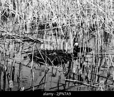 Podiceps Rubricollis, Red -necked dopping, 1923, Bara, Skåne Podiceps rubricollis, Rödhalsad Dopping, 1923, Bara, Skåne Stockfoto