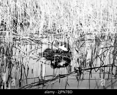 Podiceps Rubricollis, Red -necked dopping, (nur auf dem Nest), Skåne Podiceps rubricollis, rödhalsad dopping, (auf dem Nest) Bara, Skåne Stockfoto