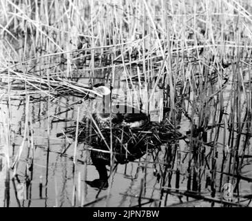 Podiceps Rubricollis, Red -necked dopping, Bara, Skåne 1923,. Sorge um die Geräusche aus dem Schuppen. Podiceps rubricollis, rödhalsad dopping, Bara, Skåne 1923,. Oro inför lätena från skjulet. Stockfoto