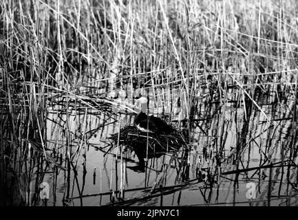 Podiceps Rubricollis, Red -necked dopping (Achtung .. AVBI, hat eine harte Zeit zuerst den Text) nur, Skåne Podiceps rubricollis, rödhalsad dopping ( uppmärks.. Avbi, har svårt att först texten) Bara, Skåne Stockfoto