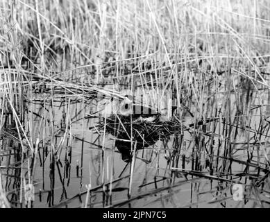 Podiceps Rubricollis, Red -necked dopping 1923, Bara, Skåne Podiceps rubricollis, rödhalsad dopping 1923, Bara, Skåne Stockfoto