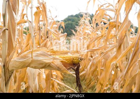 Frankreich. 17. August 2022. Ein Maisfeld mit ihren Ohren, bereit zur Ernte. Tarn-et-Garonne, Frankreich am 17. August 2022. Foto von Patricia Huchot-Boissier/ABACAPRESS.COM Quelle: Abaca Press/Alamy Live News Stockfoto