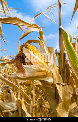 Frankreich. 17. August 2022. Ein Maisfeld mit ihren Ohren, bereit zur Ernte. Tarn-et-Garonne, Frankreich am 17. August 2022. Foto von Patricia Huchot-Boissier/ABACAPRESS.COM Quelle: Abaca Press/Alamy Live News Stockfoto