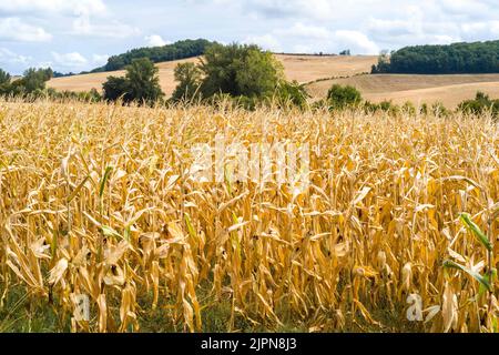 Frankreich. 17. August 2022. Ein Maisfeld mit ihren Ohren, bereit zur Ernte. Tarn-et-Garonne, Frankreich am 17. August 2022. Foto von Patricia Huchot-Boissier/ABACAPRESS.COM Quelle: Abaca Press/Alamy Live News Stockfoto