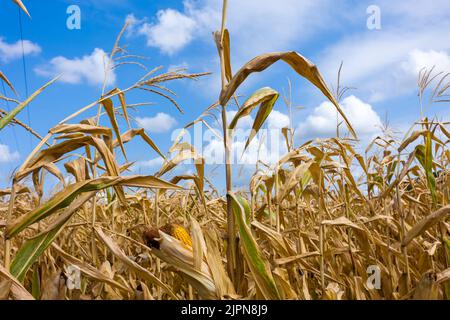 Frankreich. 17. August 2022. Ein Maisfeld mit ihren Ohren, bereit zur Ernte. Tarn-et-Garonne, Frankreich am 17. August 2022. Foto von Patricia Huchot-Boissier/ABACAPRESS.COM Quelle: Abaca Press/Alamy Live News Stockfoto