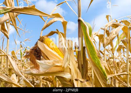 Frankreich. 17. August 2022. Ein Maisfeld mit ihren Ohren, bereit zur Ernte. Tarn-et-Garonne, Frankreich am 17. August 2022. Foto von Patricia Huchot-Boissier/ABACAPRESS.COM Quelle: Abaca Press/Alamy Live News Stockfoto