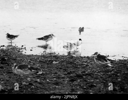 Jung und alt Kentska Tärnor, Sterna Cantiaca, Gulls, 29/6 1926 Ung och gammal kentska tärnor, Sterna cantiaca, skrattmåsar, 29/6 1926 Stockfoto