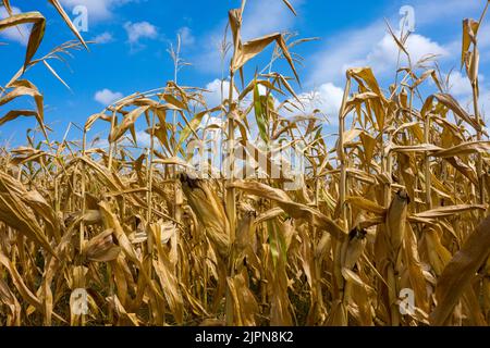 Frankreich. 17. August 2022. Ein Maisfeld mit ihren Ohren, bereit zur Ernte. Tarn-et-Garonne, Frankreich am 17. August 2022. Foto von Patricia Huchot-Boissier/ABACAPRESS.COM Quelle: Abaca Press/Alamy Live News Stockfoto