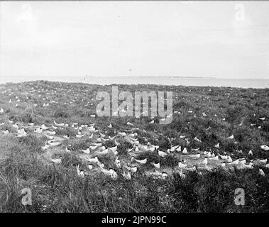 Bokoloni von Kentsk Tärna (Sterna Cantiaca) Bokoloni AV Kentsk Tärna (Sterna cantiaca) Stockfoto
