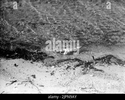 Silbernes großes Kind 8/7-1917. Silvertärneunge 8/7-1917. Stockfoto